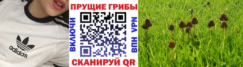 Галлюциногенные грибы мицелий  Купить закладки  Аша 